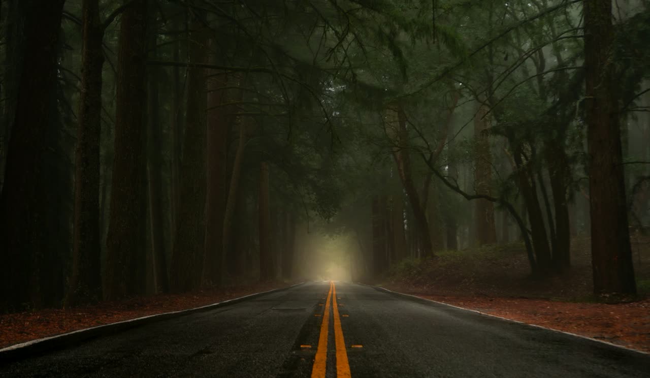 A quiet road through a misty forest